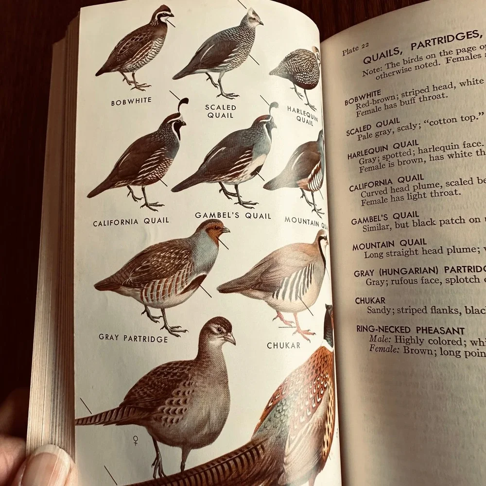 A Field Guide to the Birds by Roger Tory Peterson Teal Hardcover Vintage Book